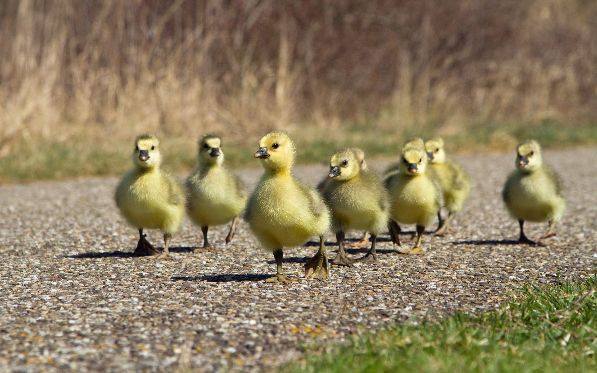 duck family