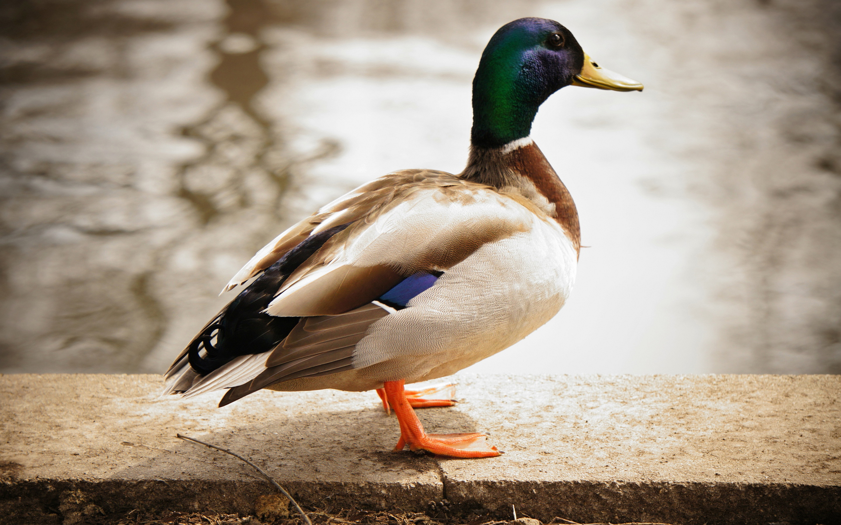 duck images A5