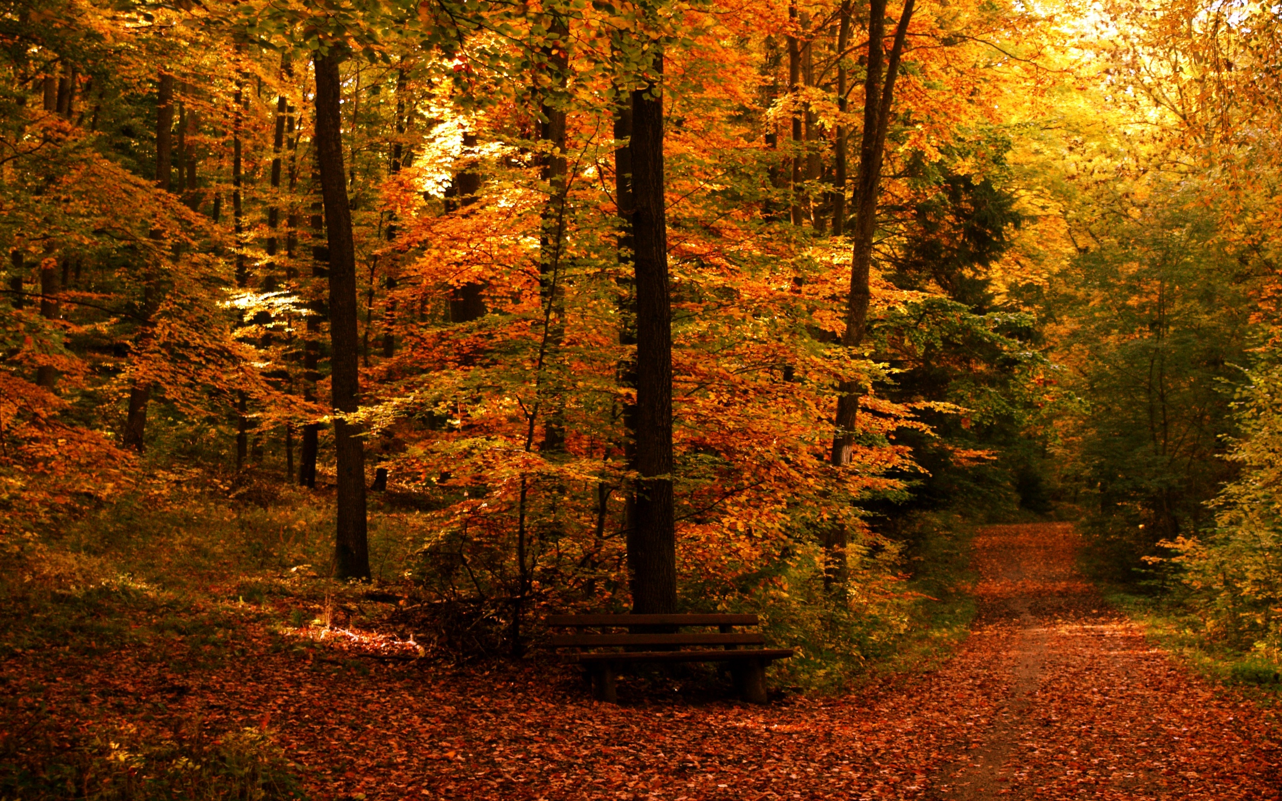 fall wallpaper trees beautiful