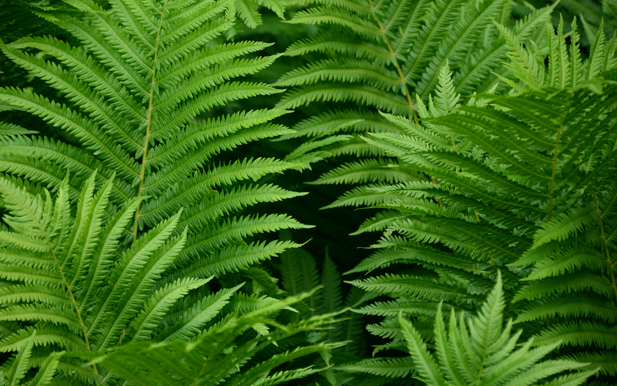 fern pictures