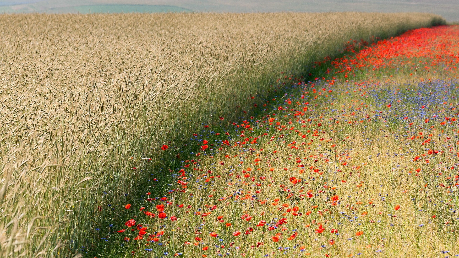 field poppy