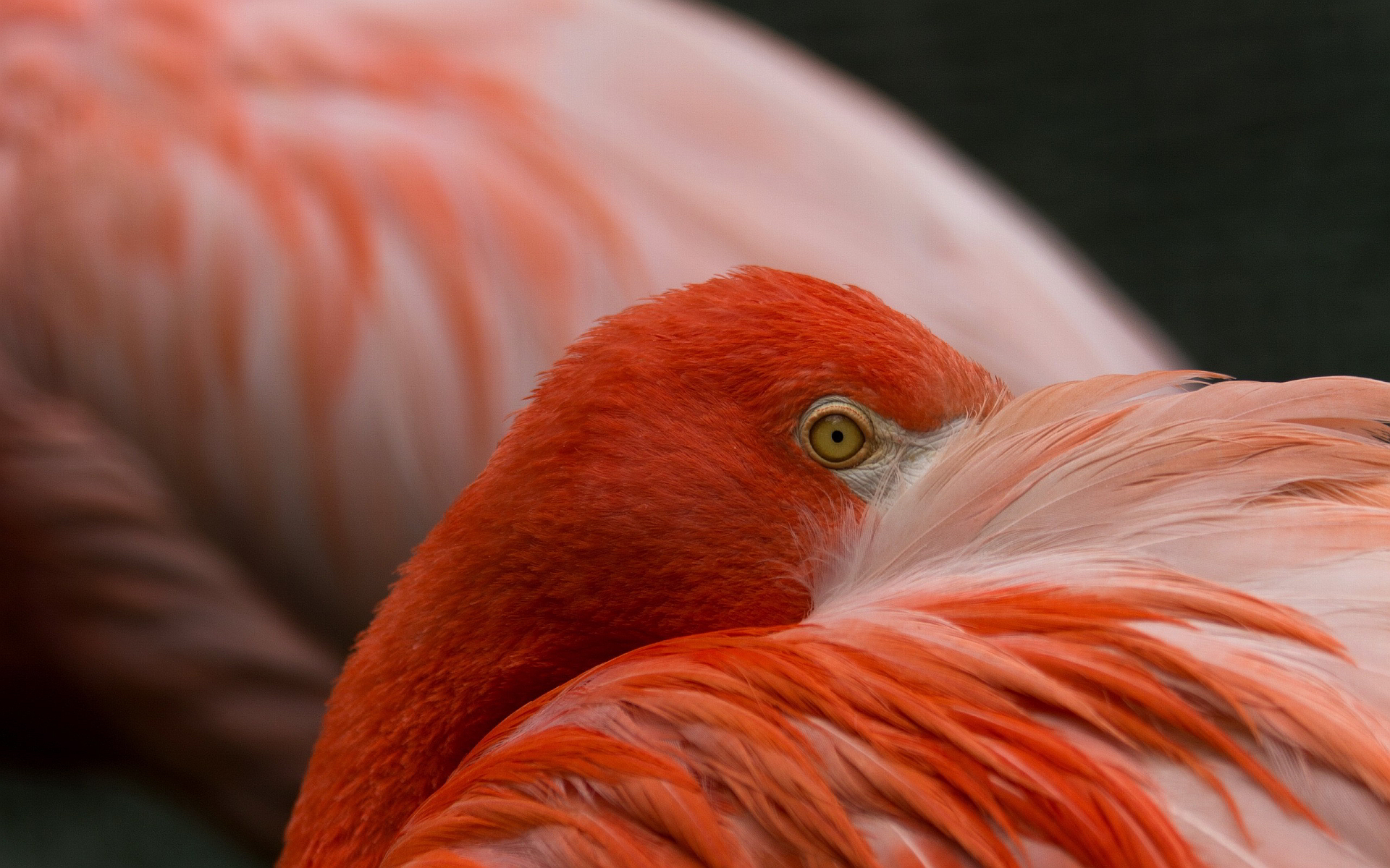 flamingo bird images