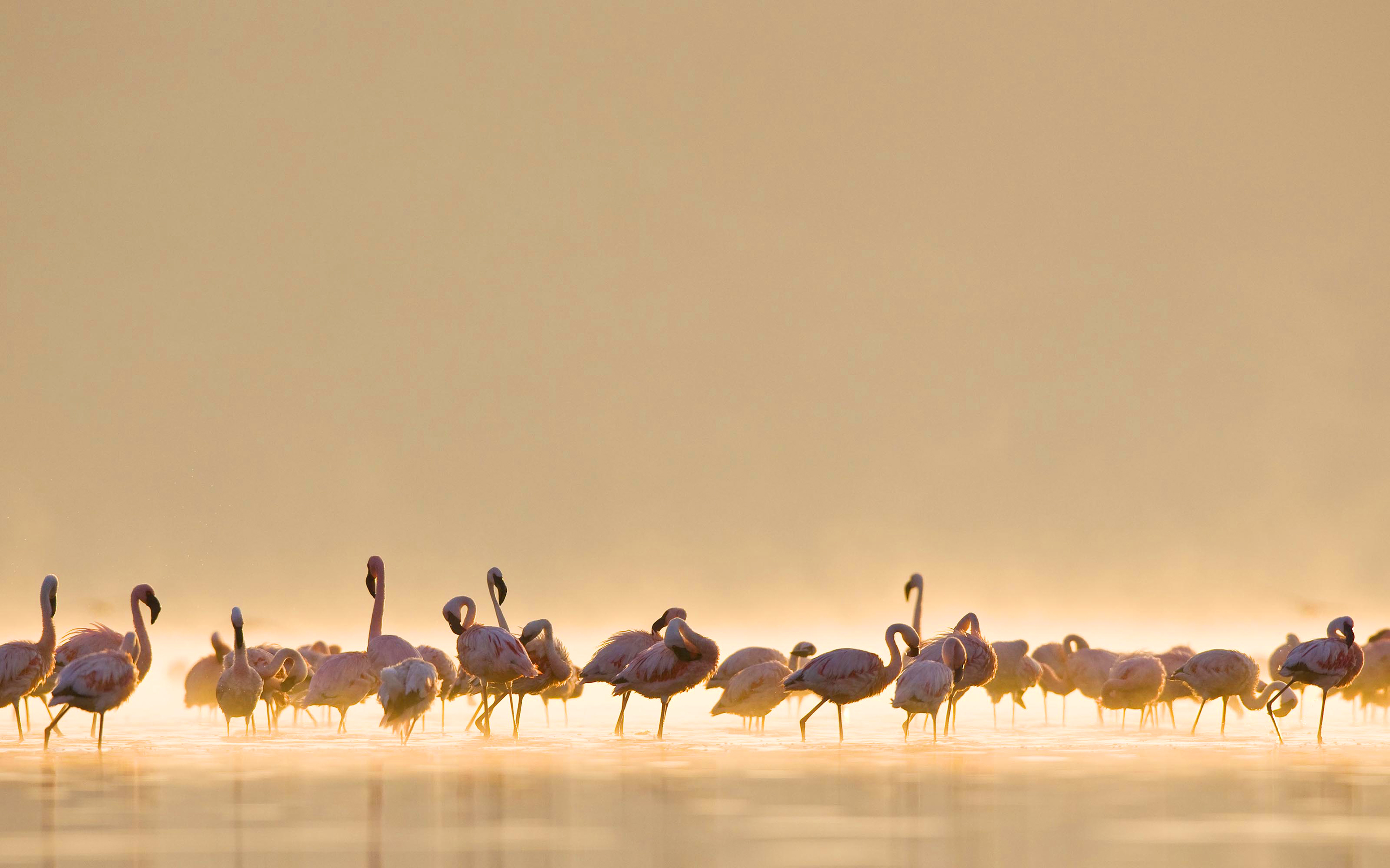 flamingos birds breed