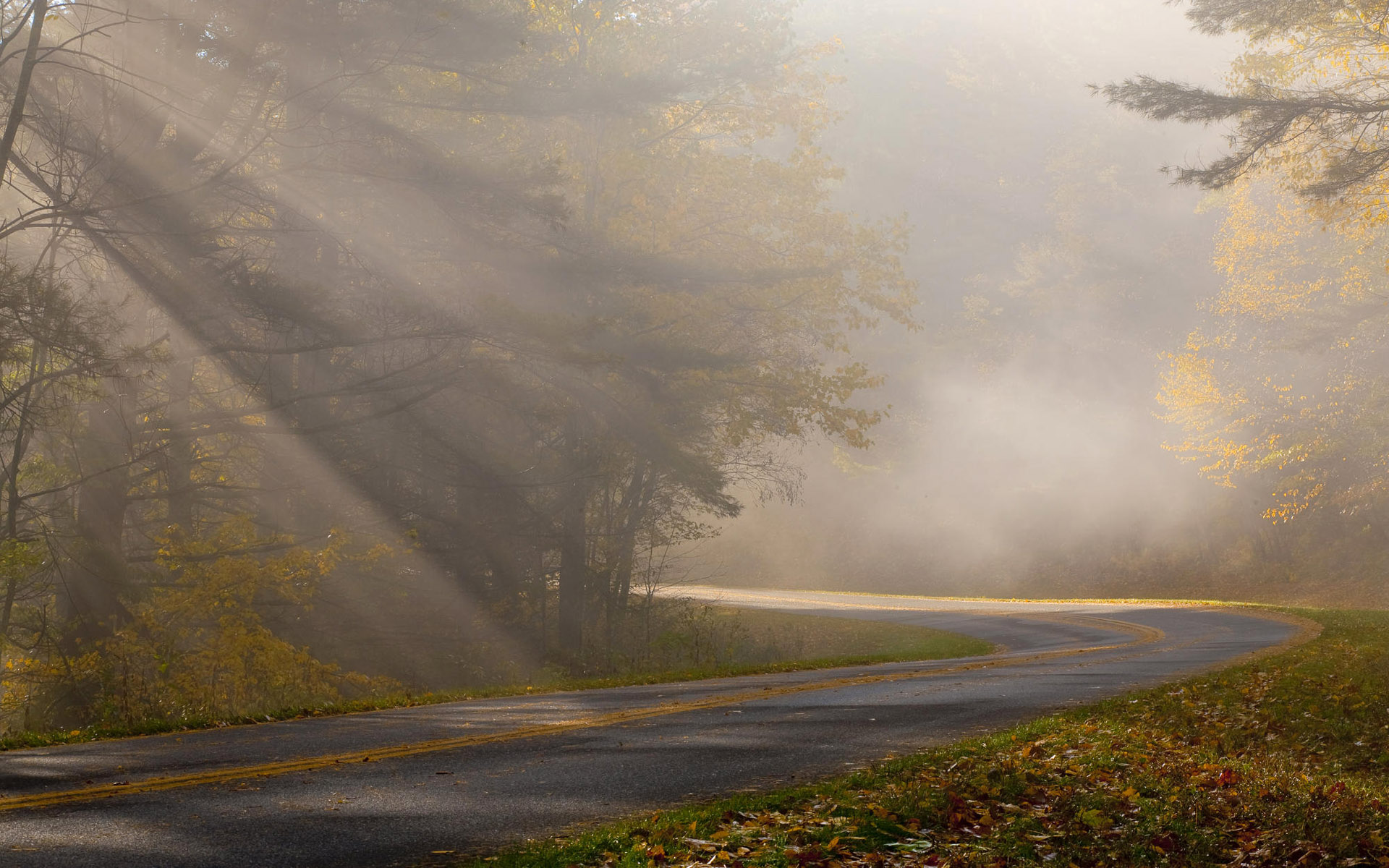 forest foggy road