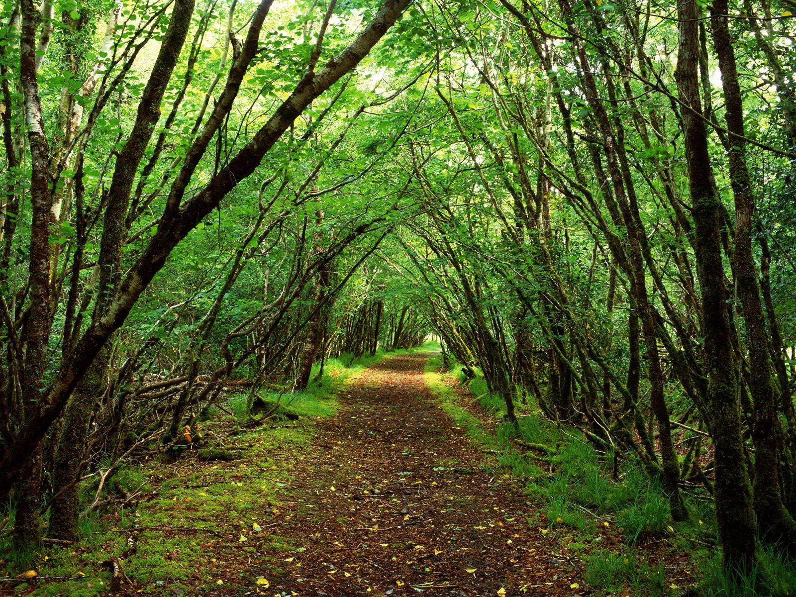 forest path wallpaper cool