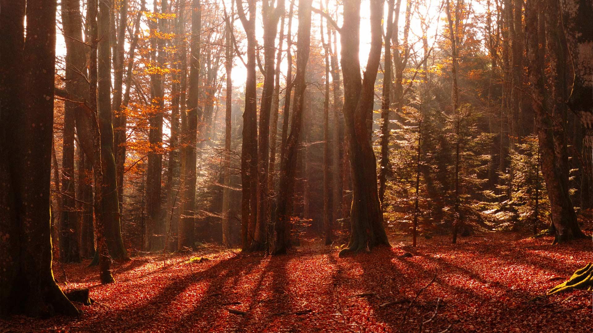 forest red images hd