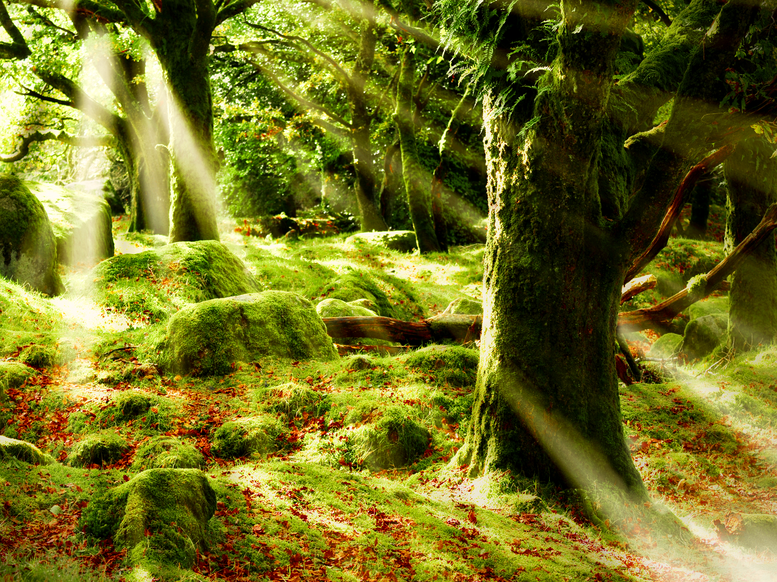 forest sun images