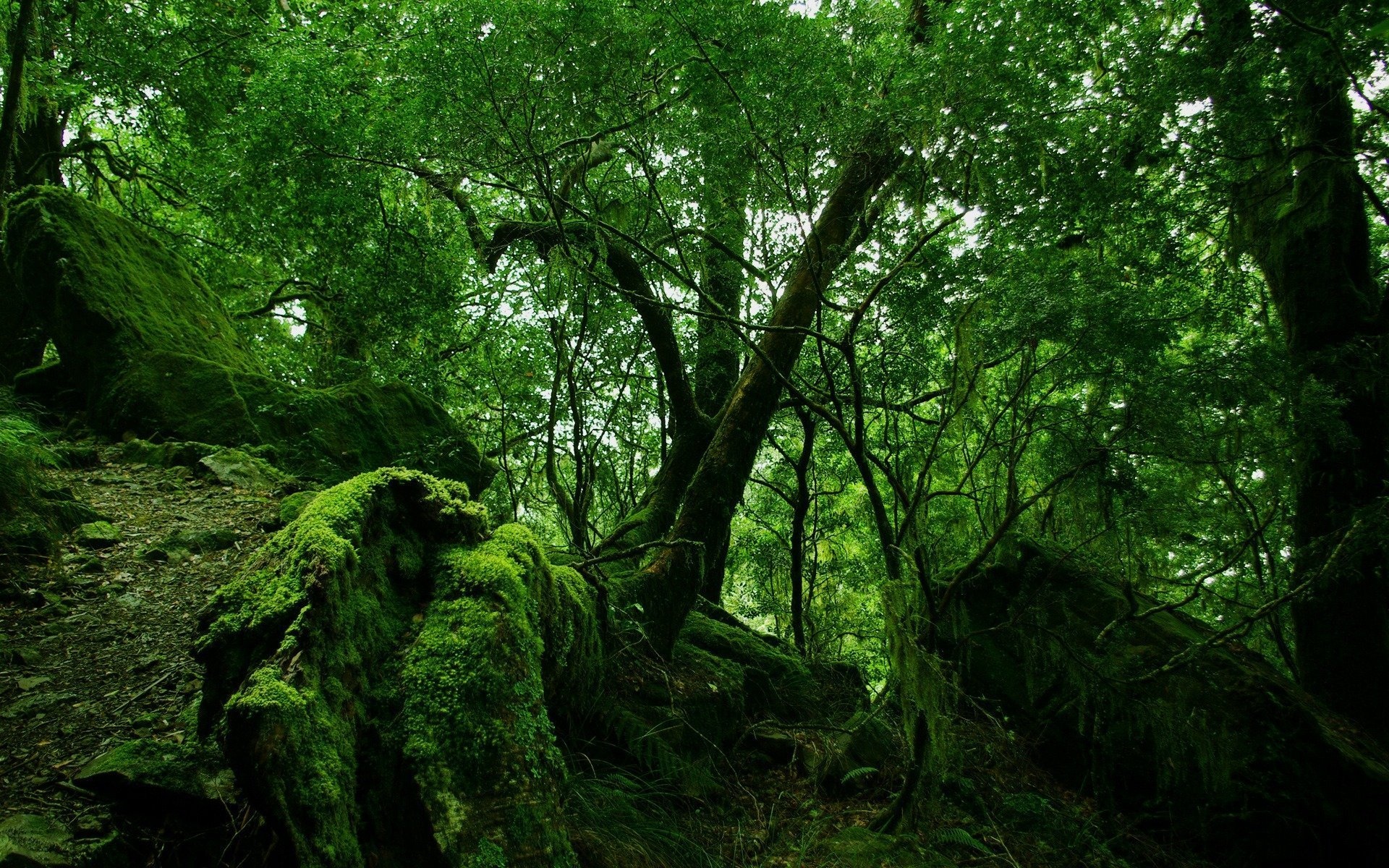 forest wallpaper moss