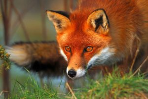 fox eyes wallpapers
