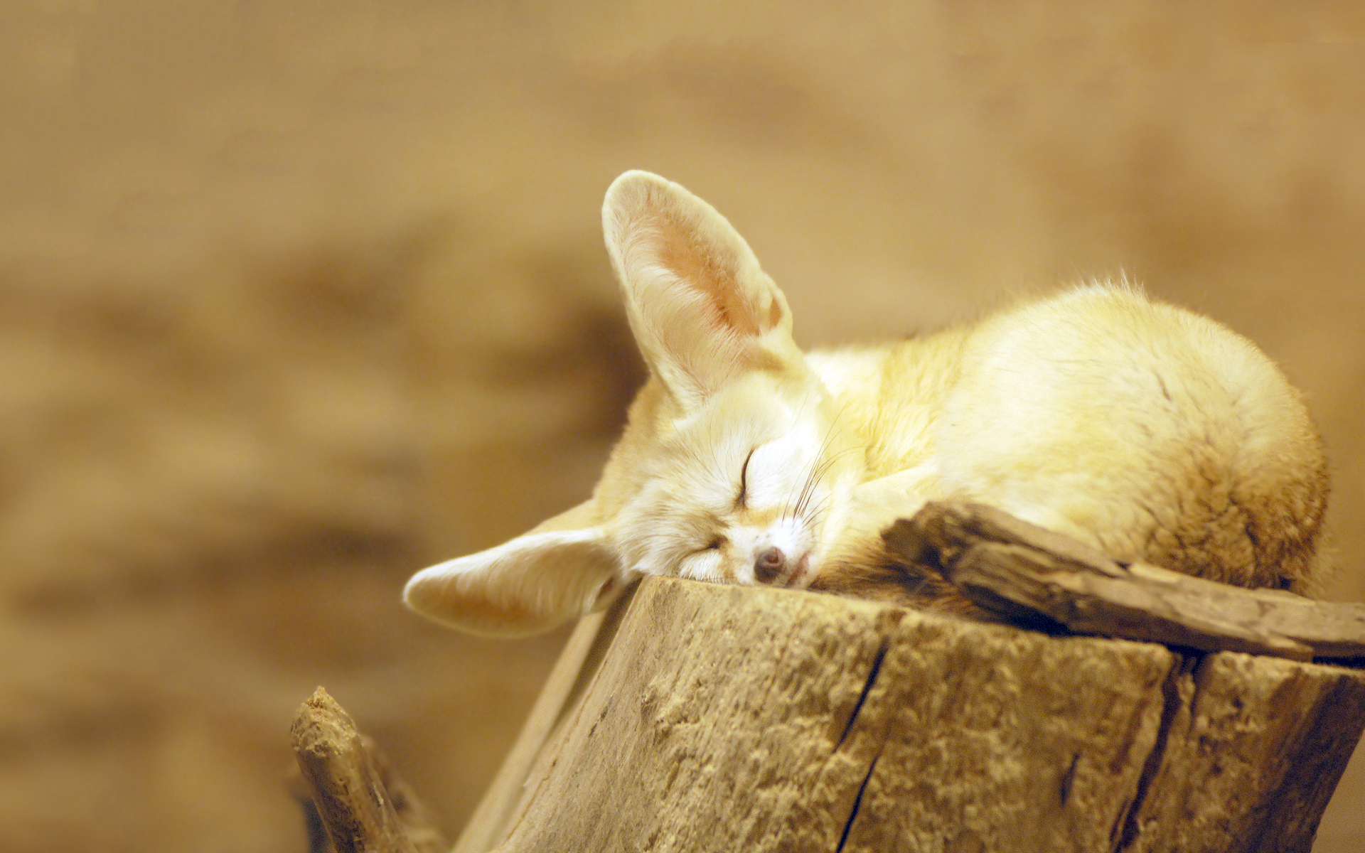fox wallpapers snooze