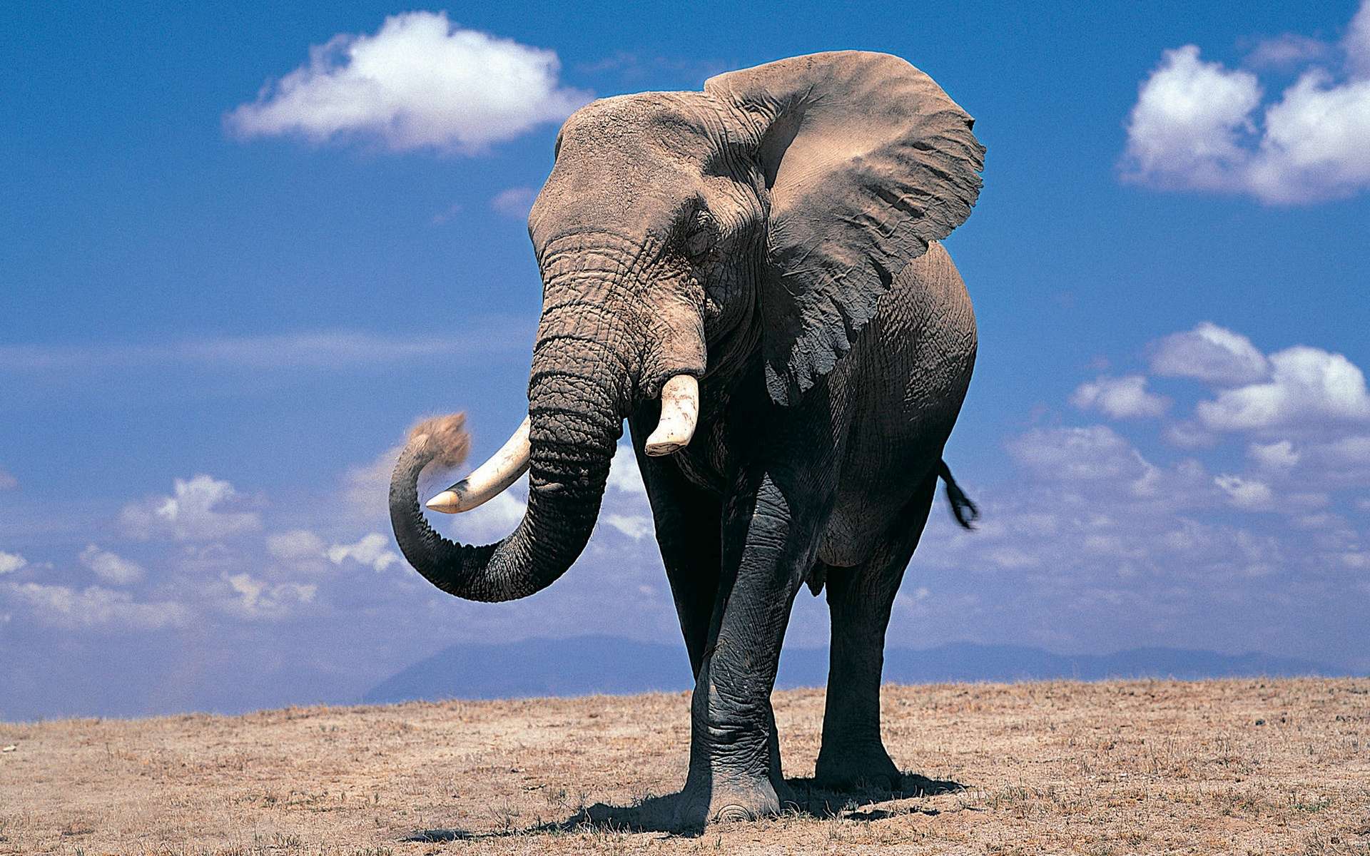 free elephant images