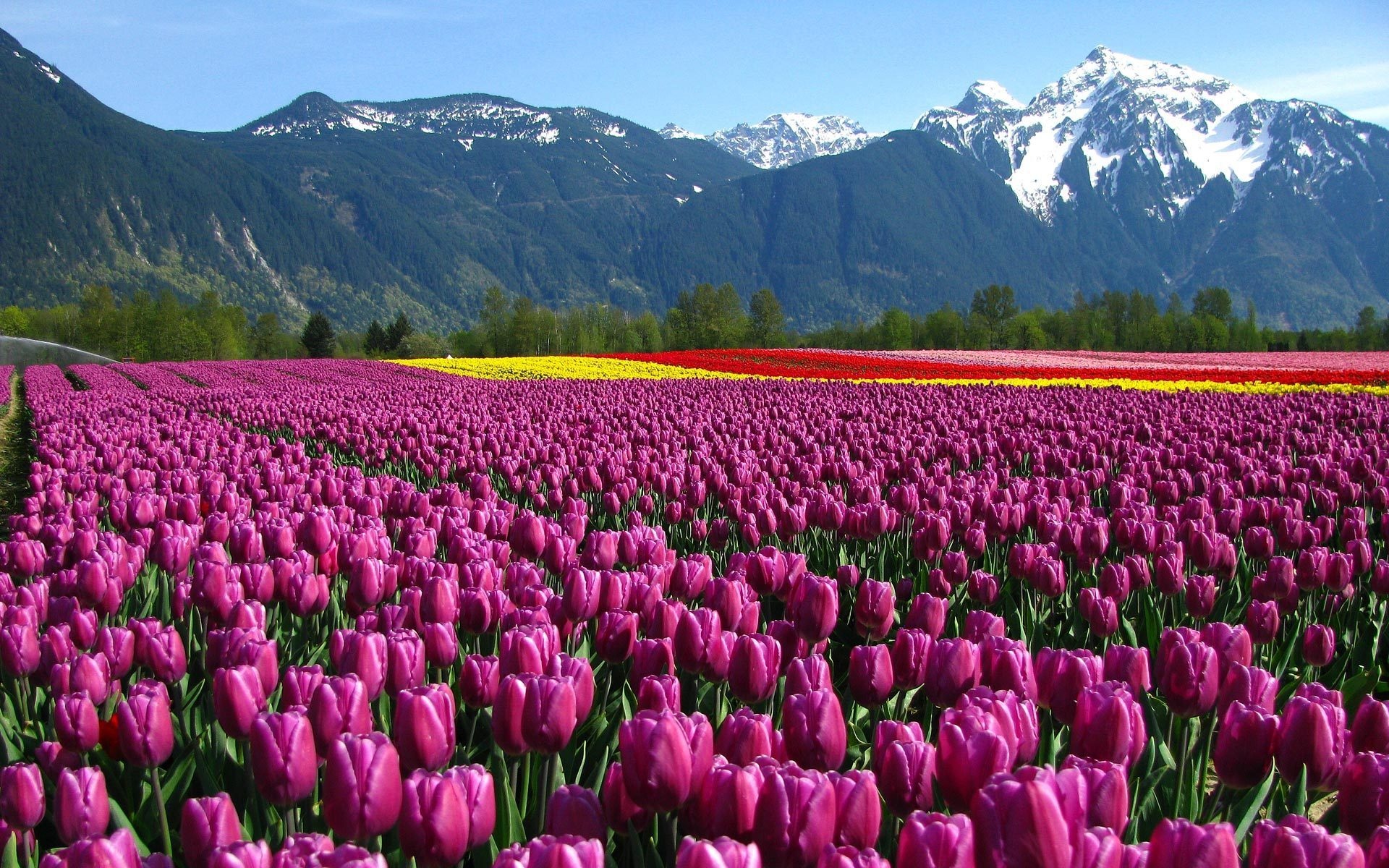 free pictures of tulips purple