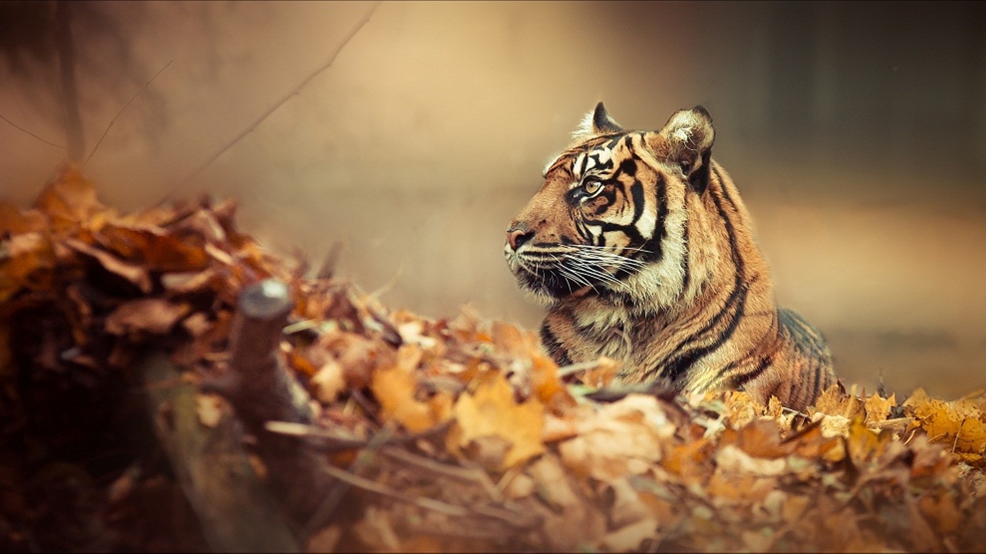 free tiger wallpapers