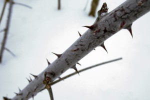 free wallpaper thorns