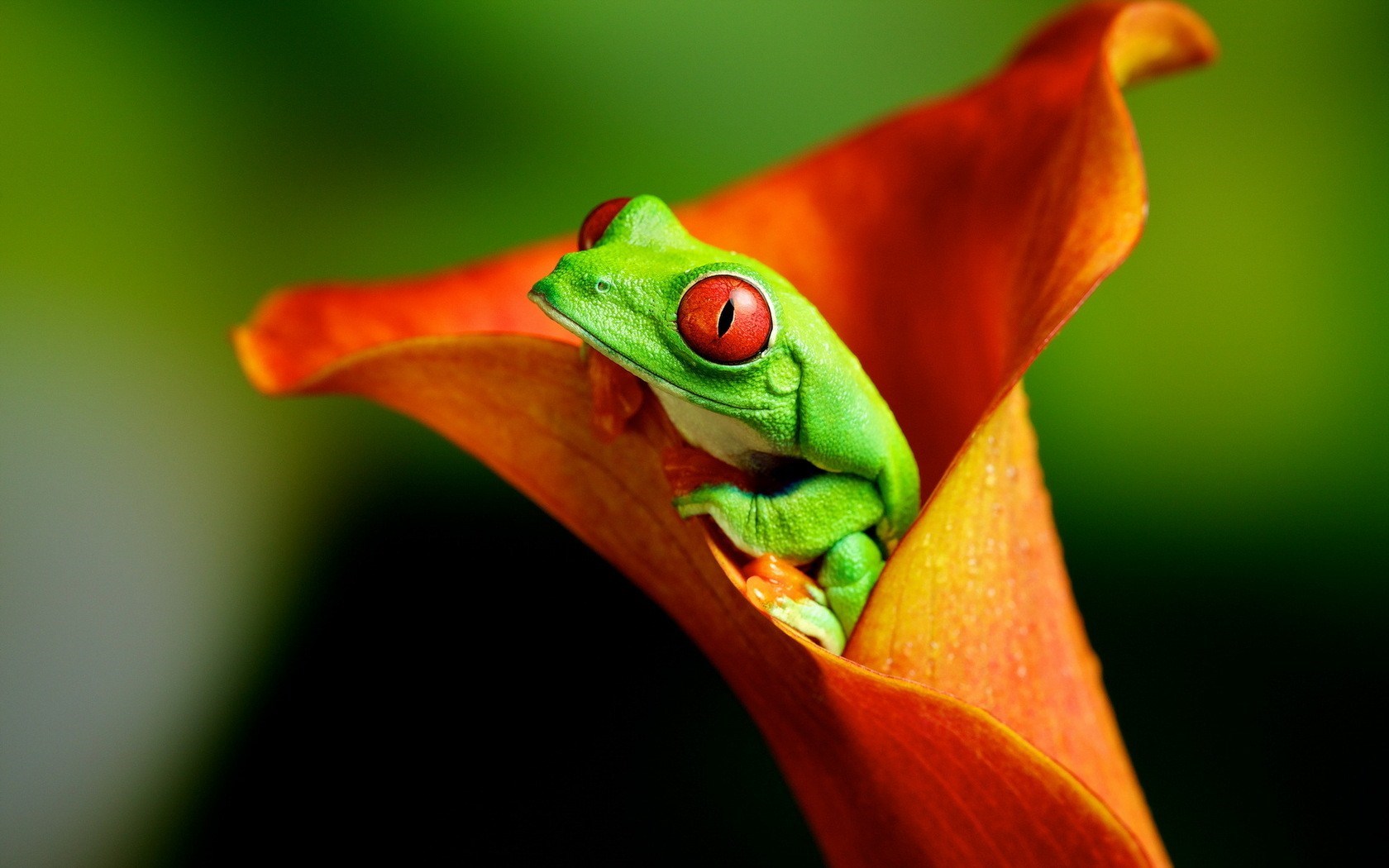 frog flower