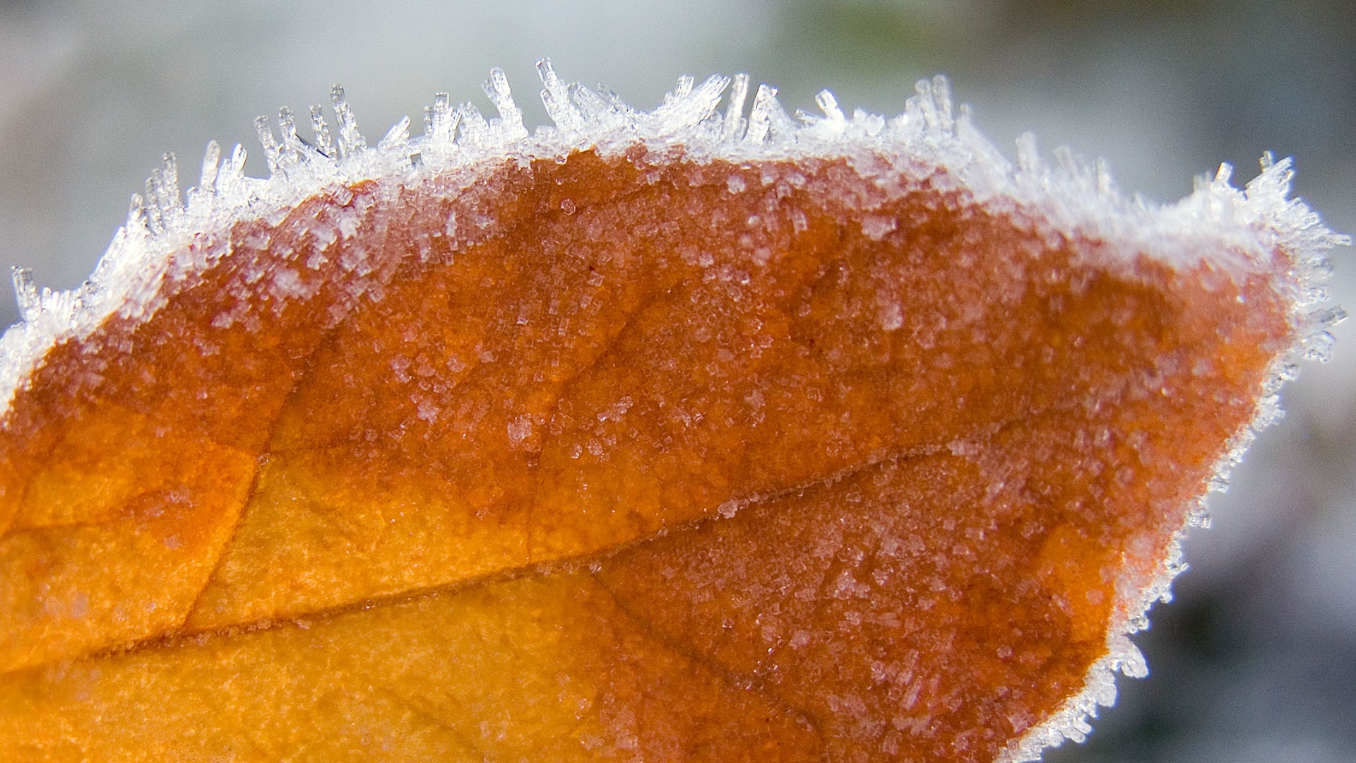frost wallpaper autumn leaf