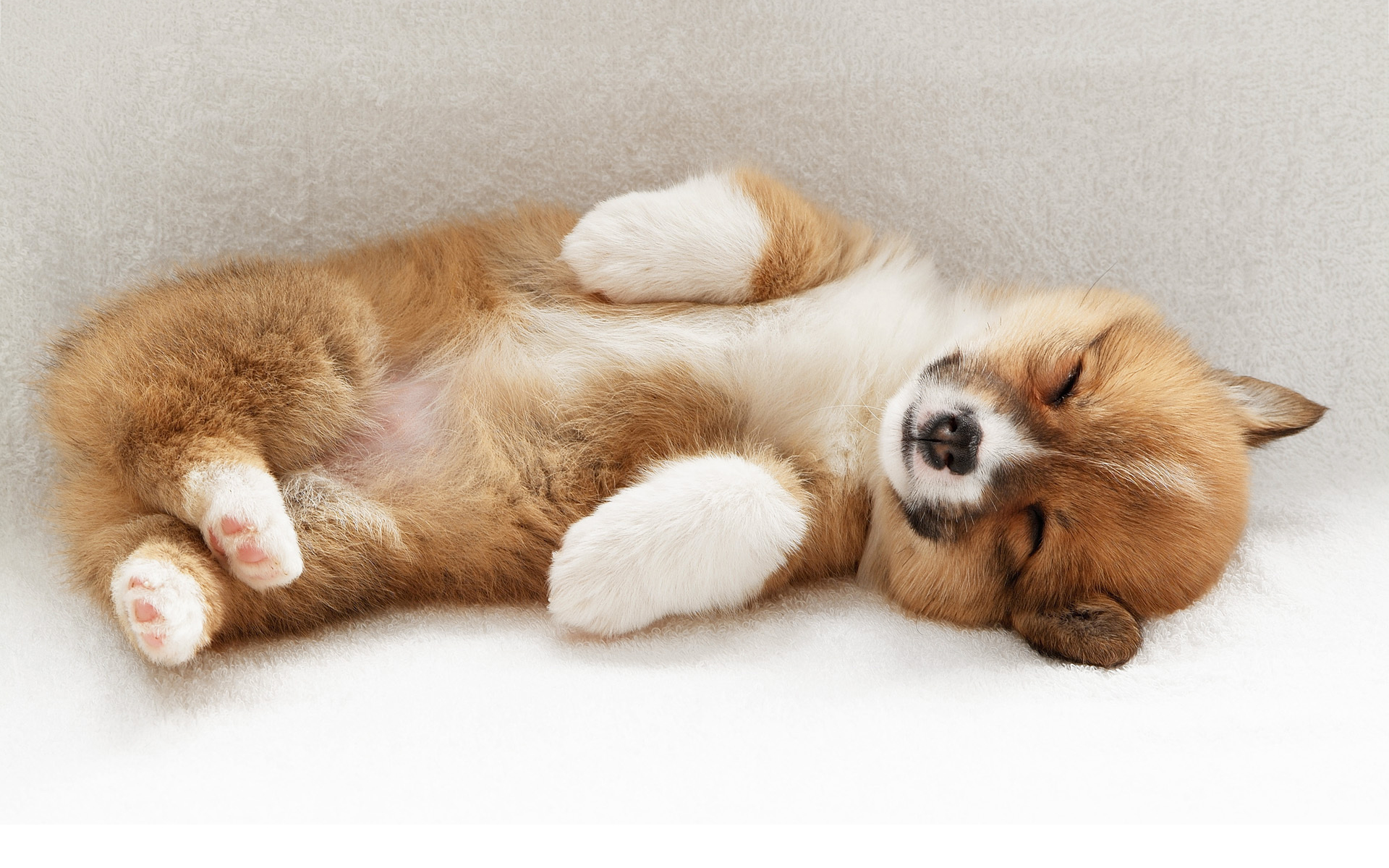 funny puppy wallpapers A2
