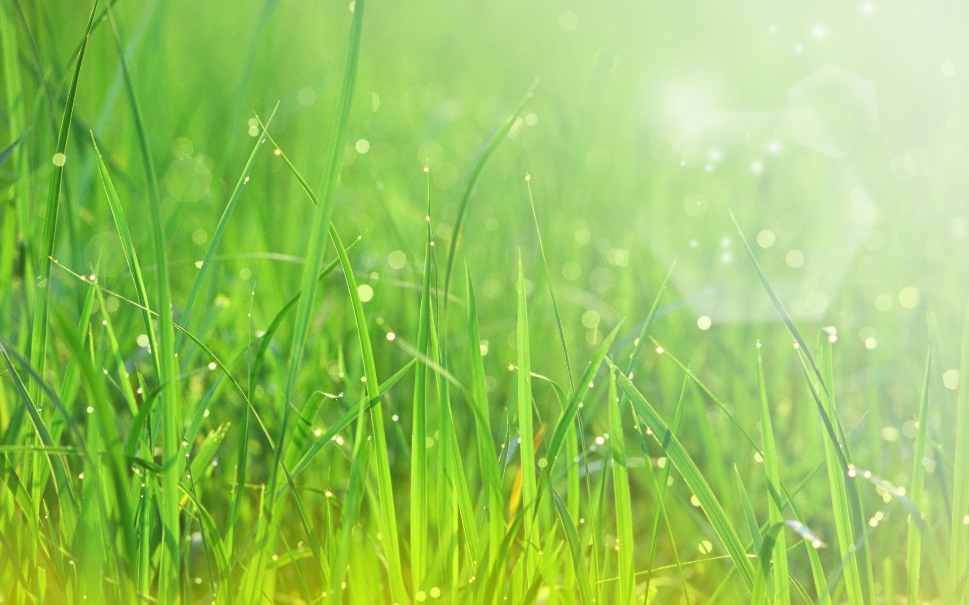 grass wallpapers great