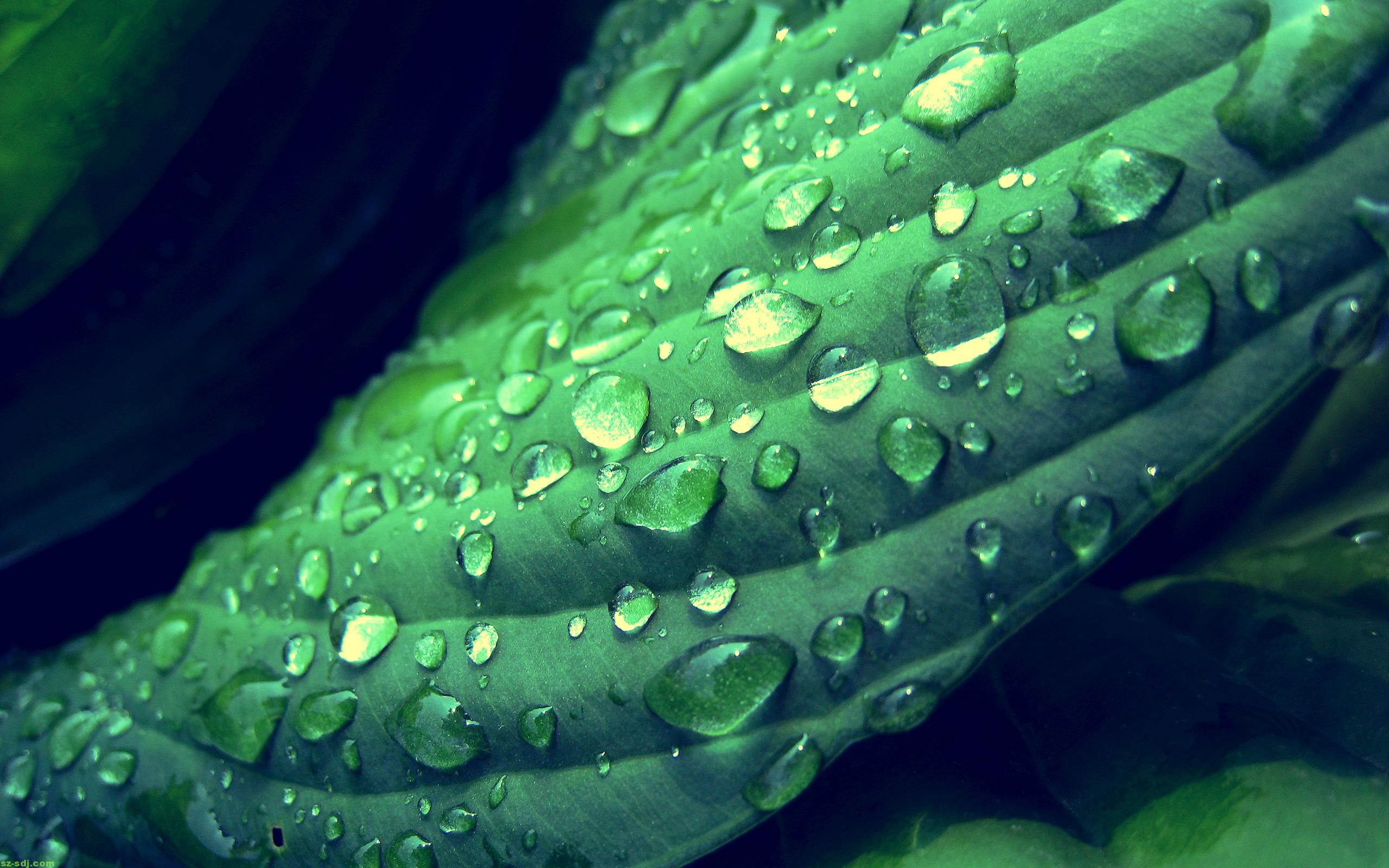 green dew drops
