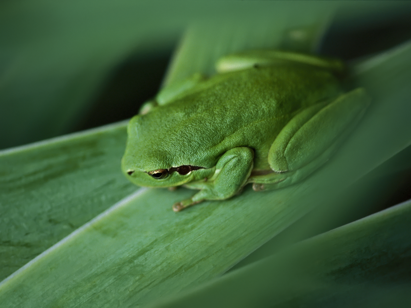 green frog photo