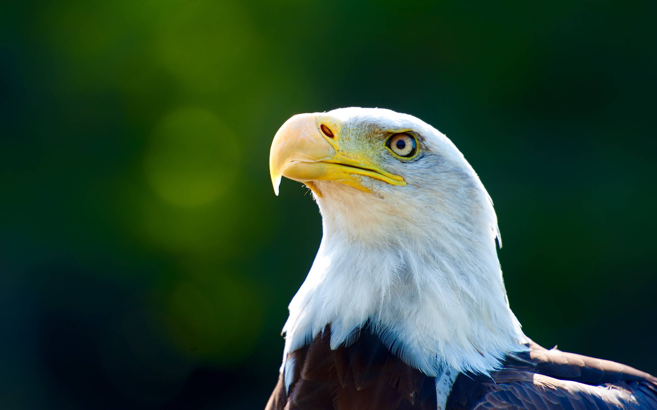 hd eagle pictures