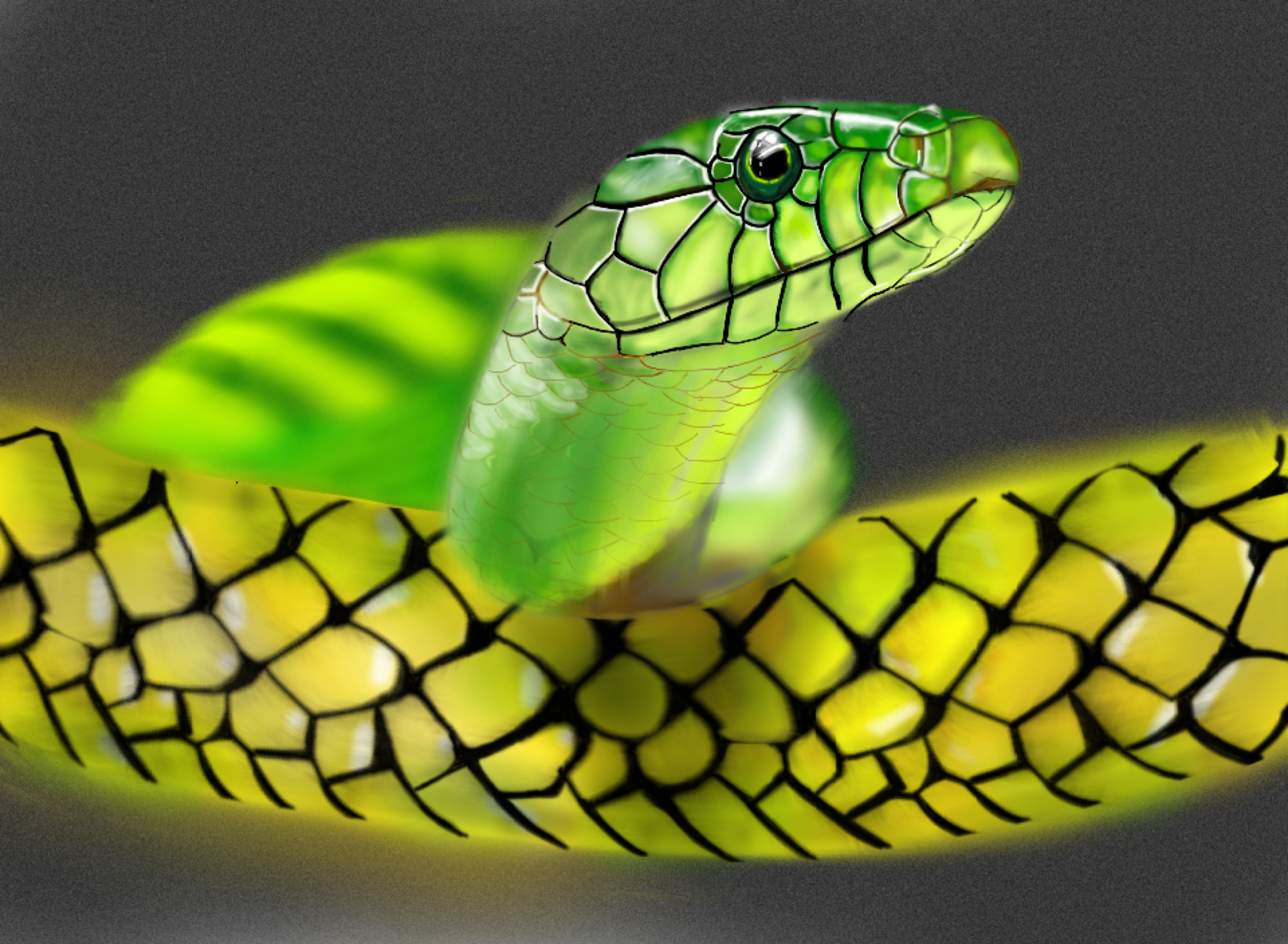 hd images of snakes