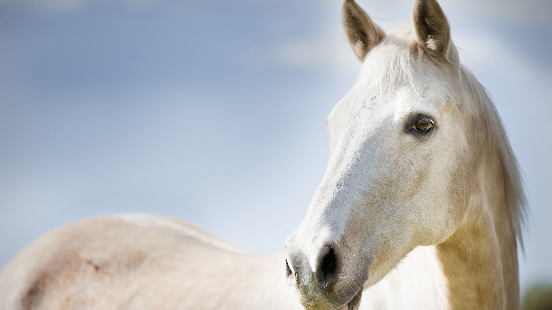horse face white
