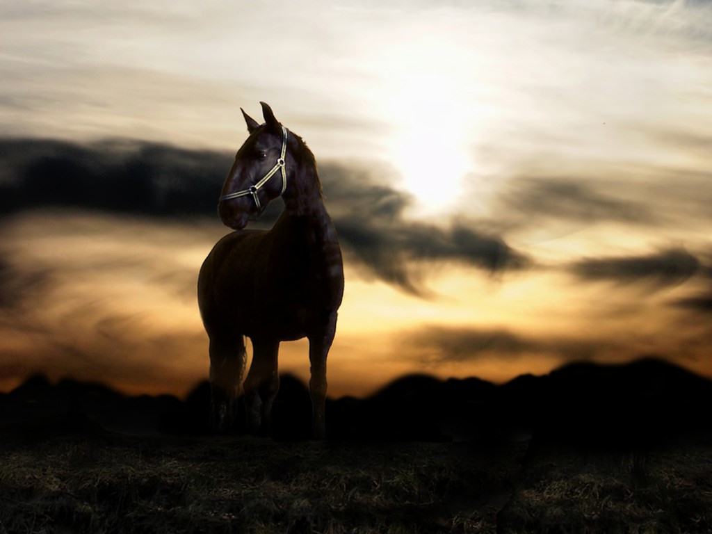 horse wallpaper sunset