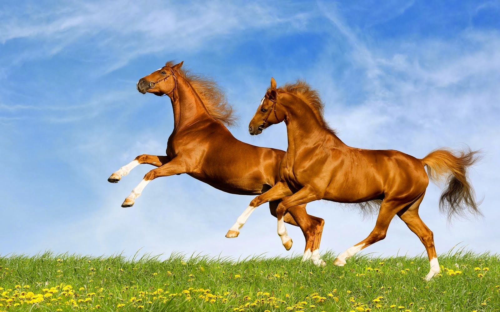 horses playing