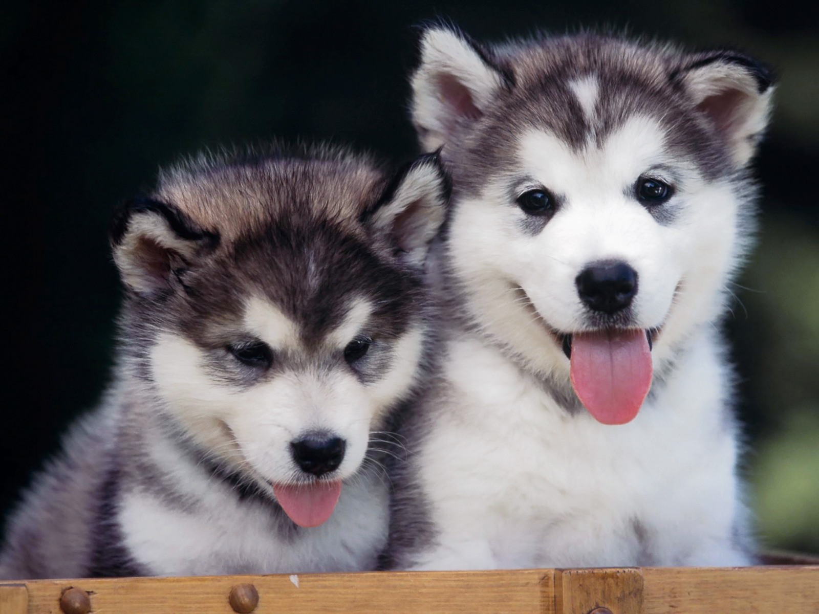 husky puppies cute