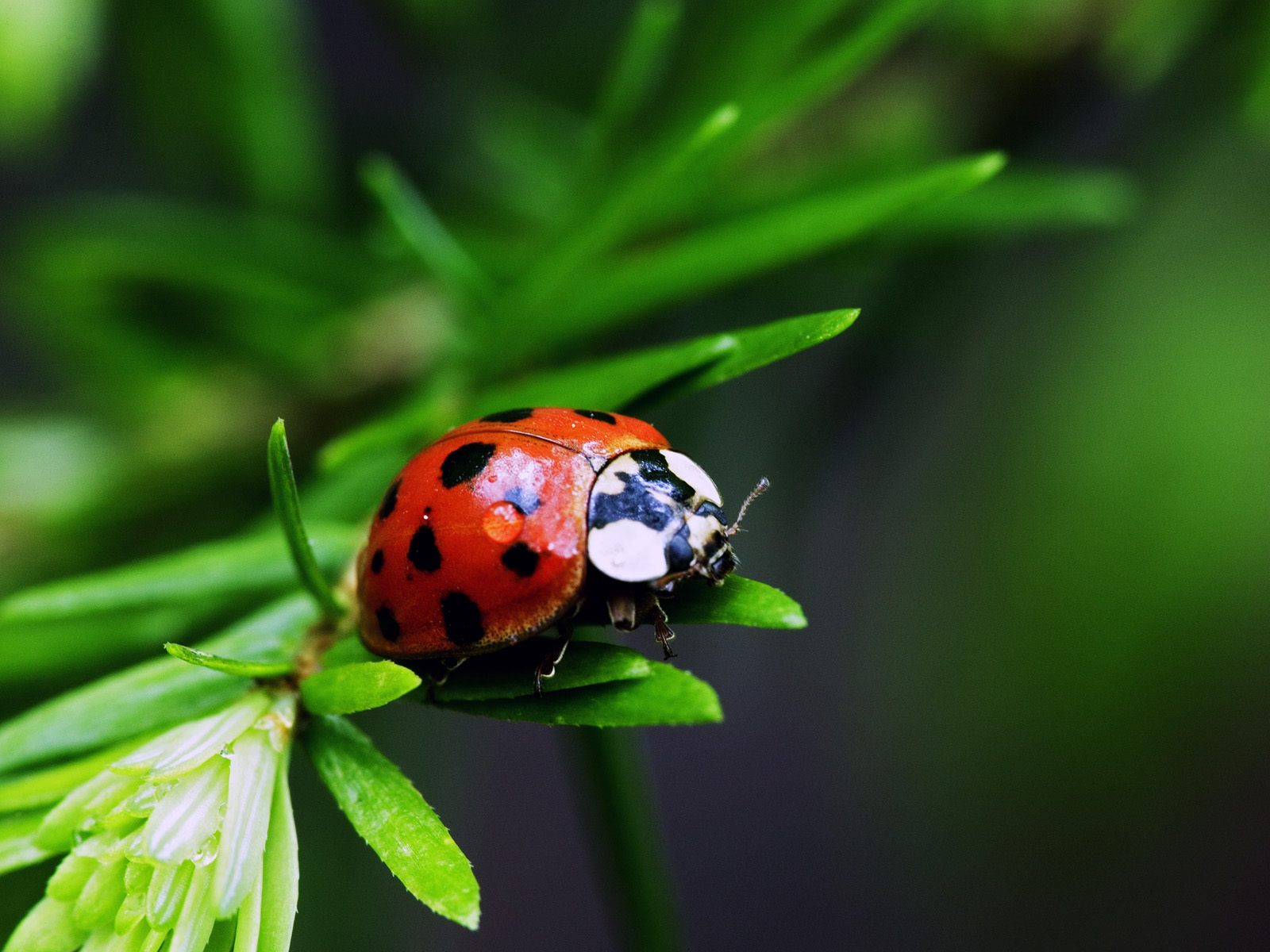 image of ladybug