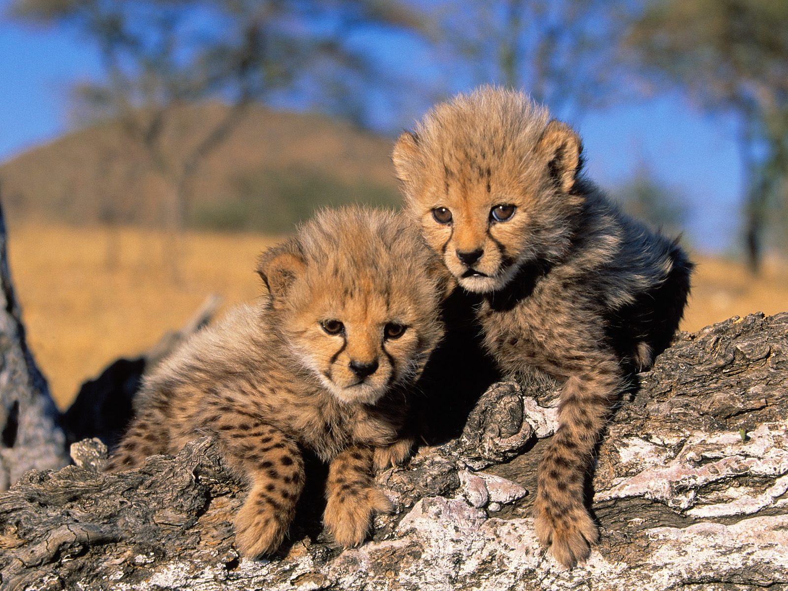 images cheetah