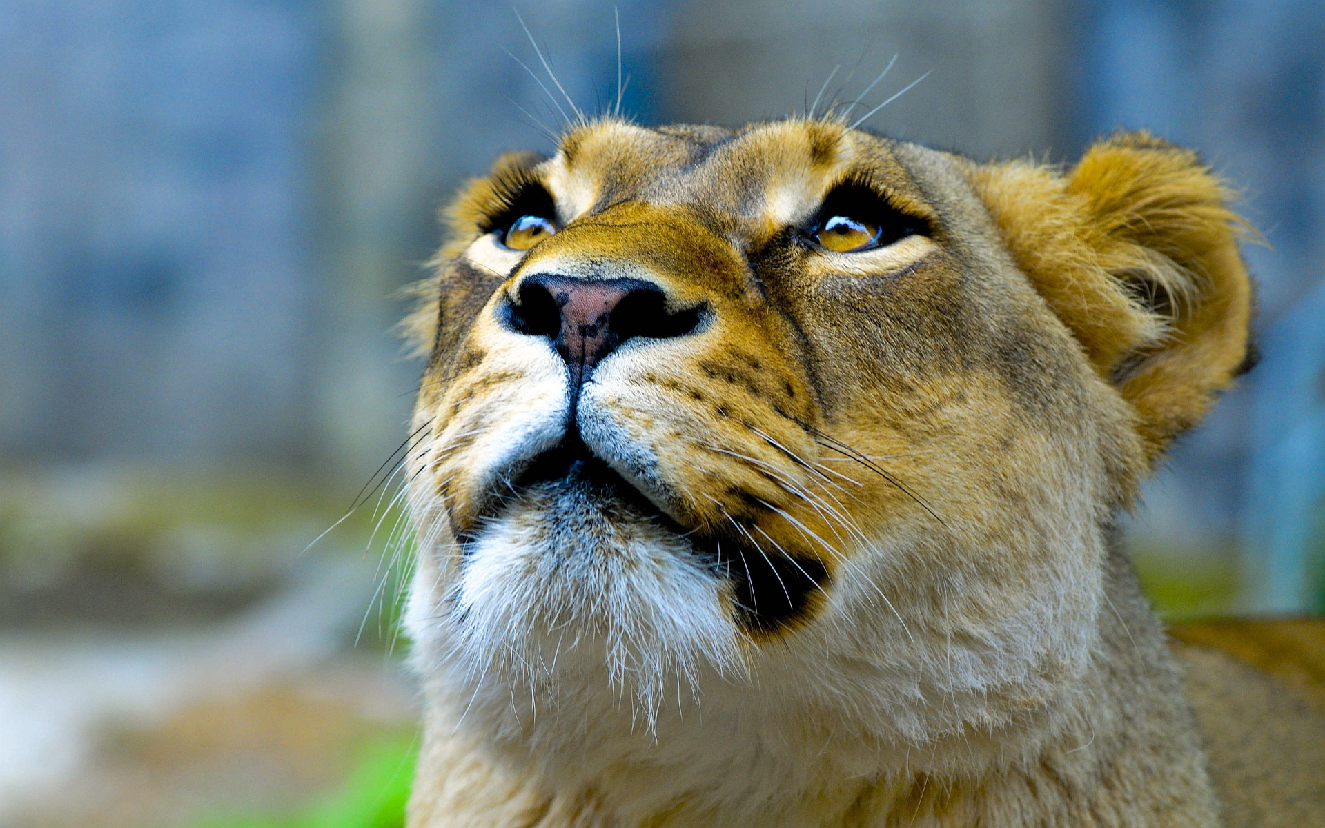 images of a lioness hd