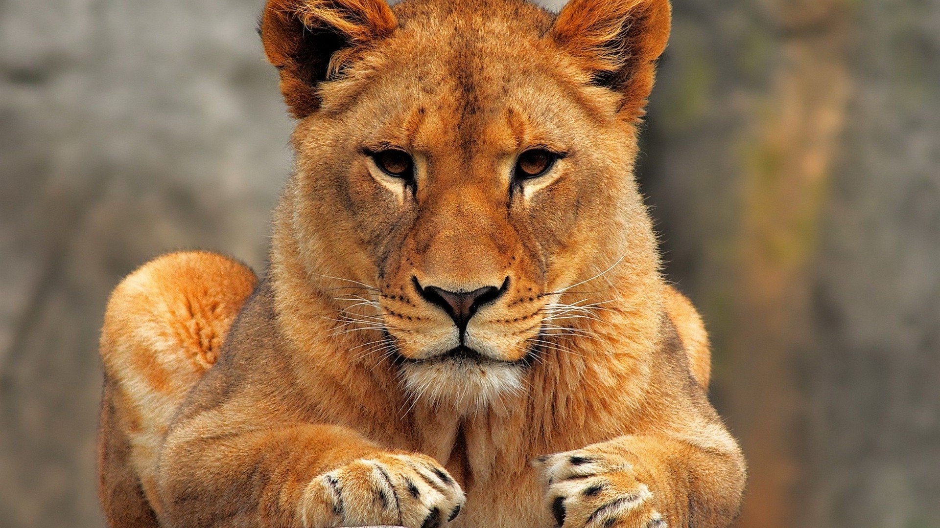 images of a lioness