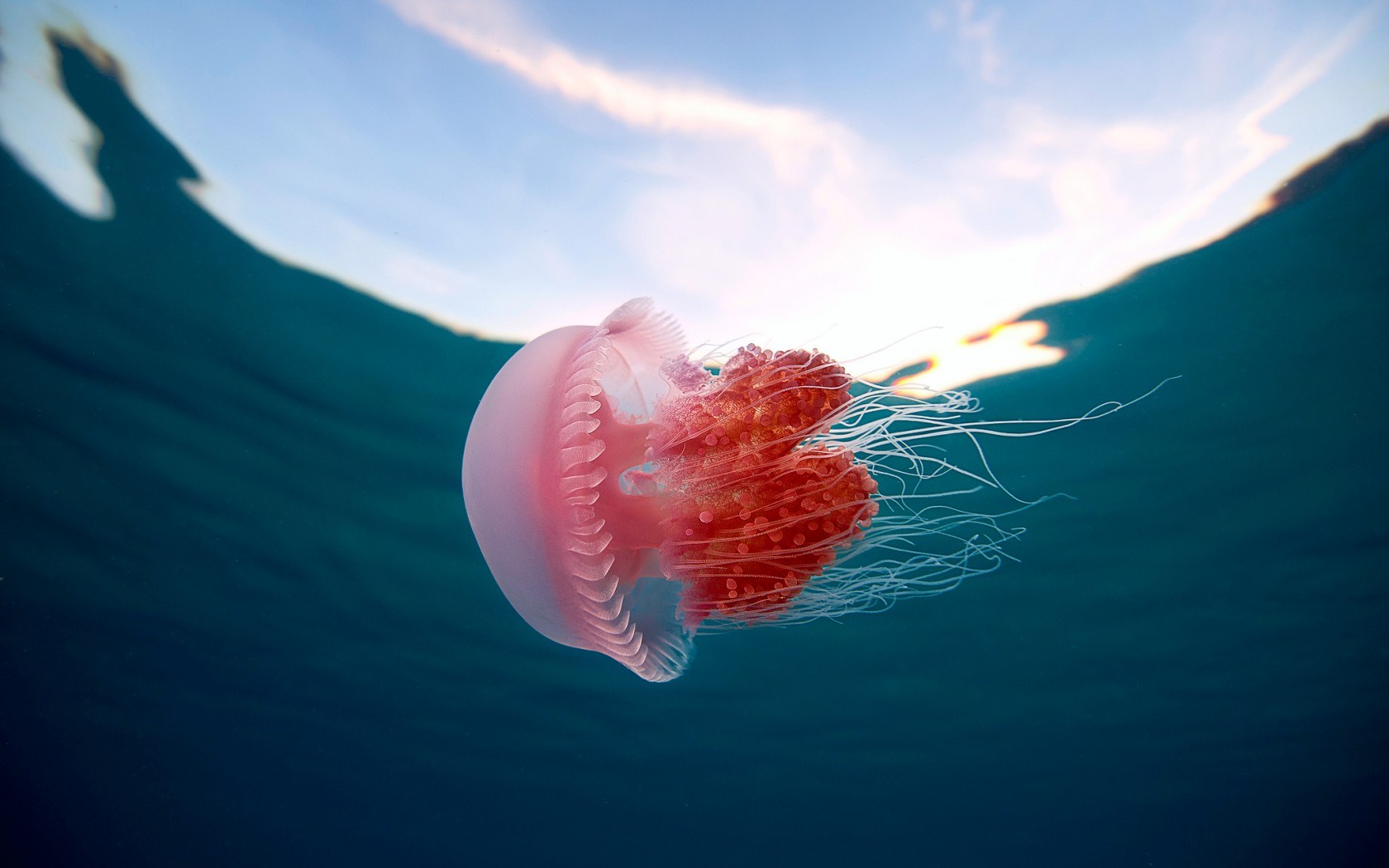 images of jelly fish