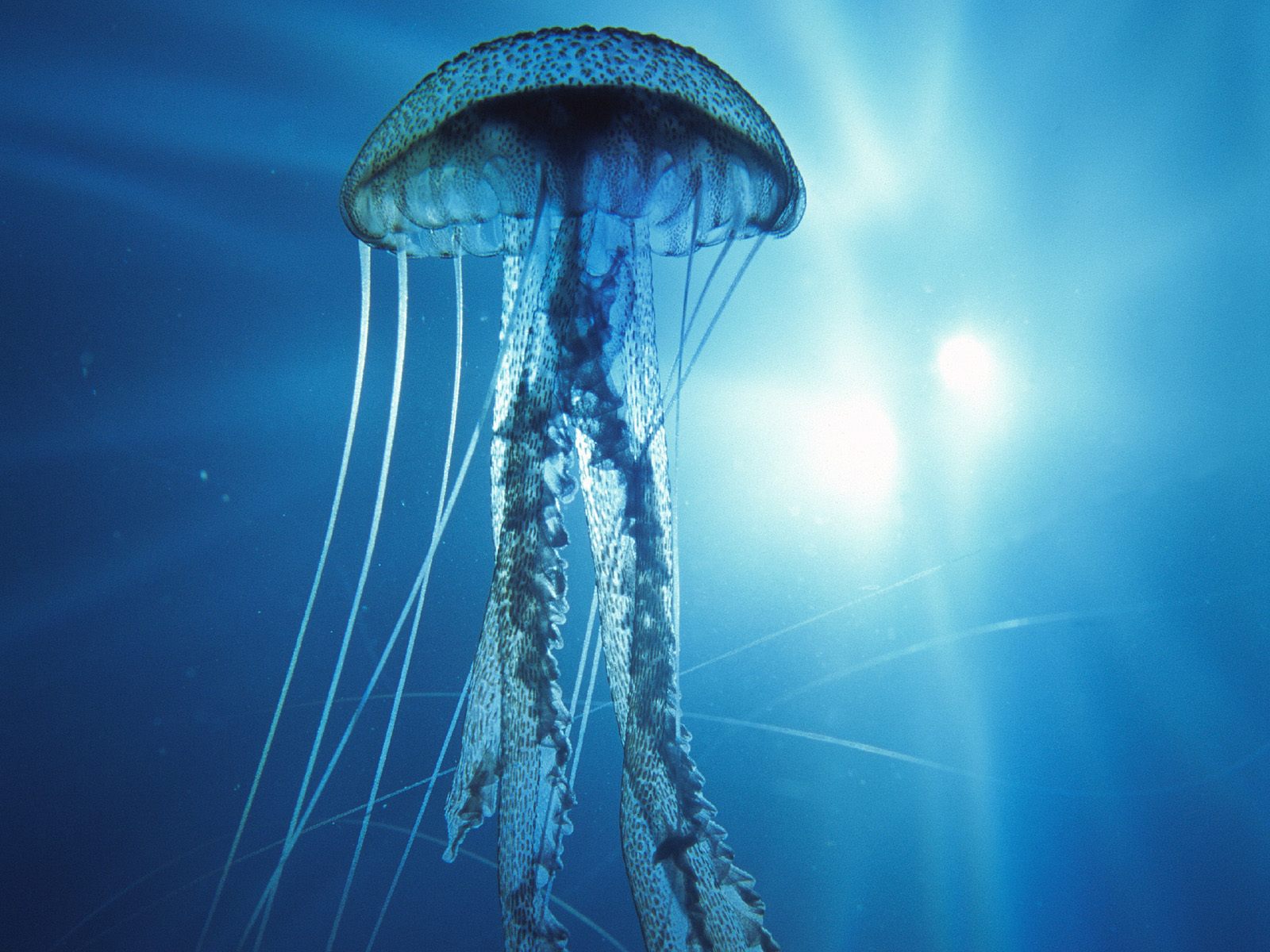 jellyfish wallpaper hd