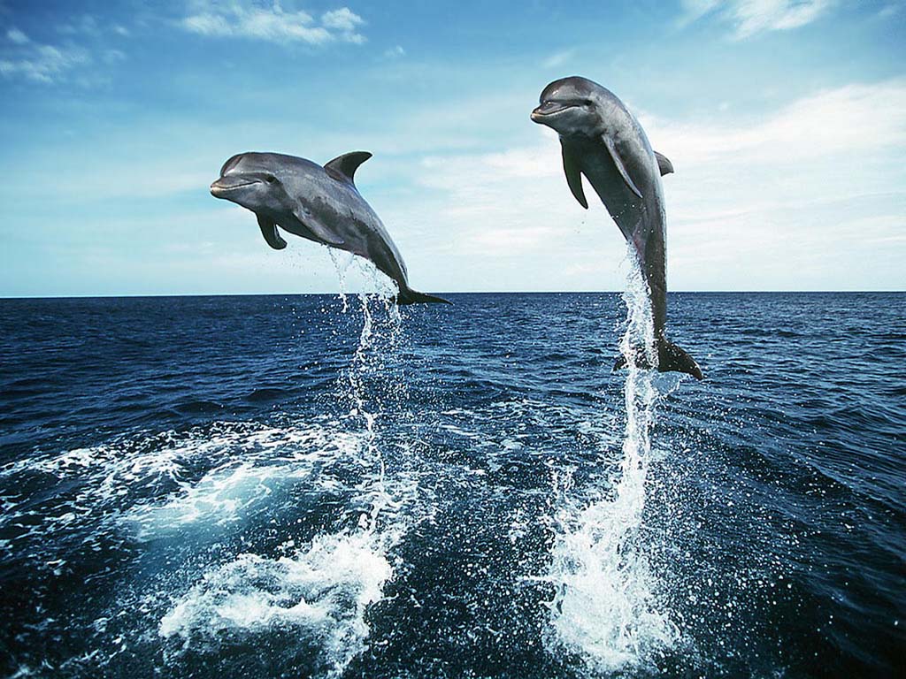 jumping dolphin wallpaper