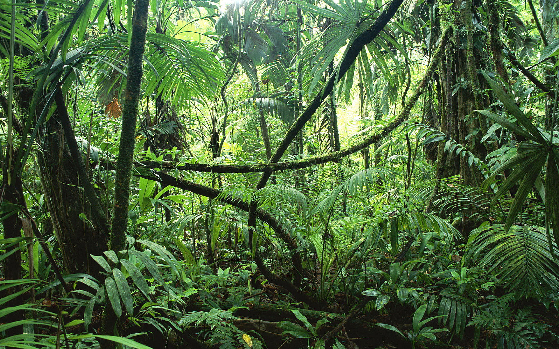 jungle forest1