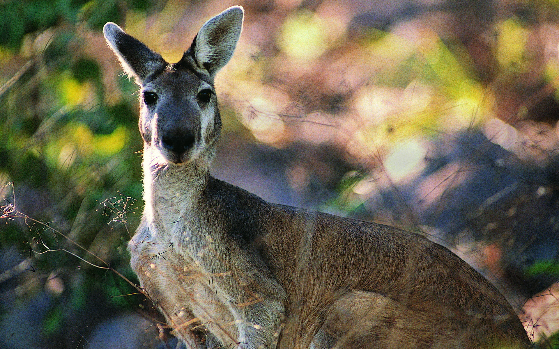 kangaroo nature