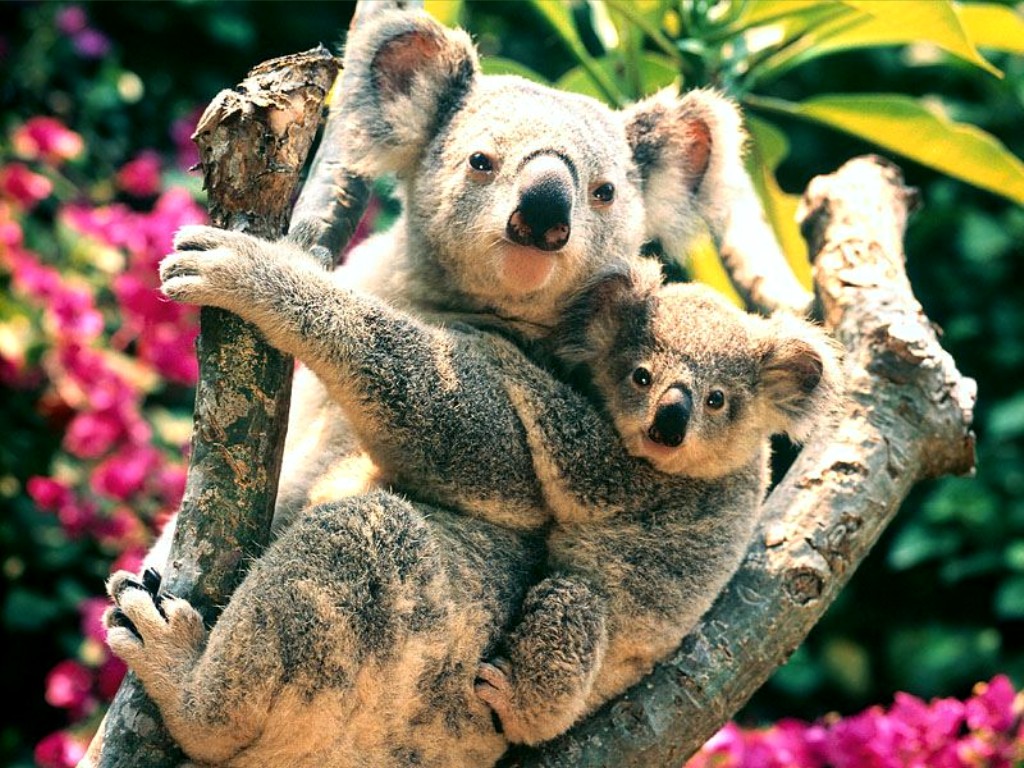 koala wallpaper