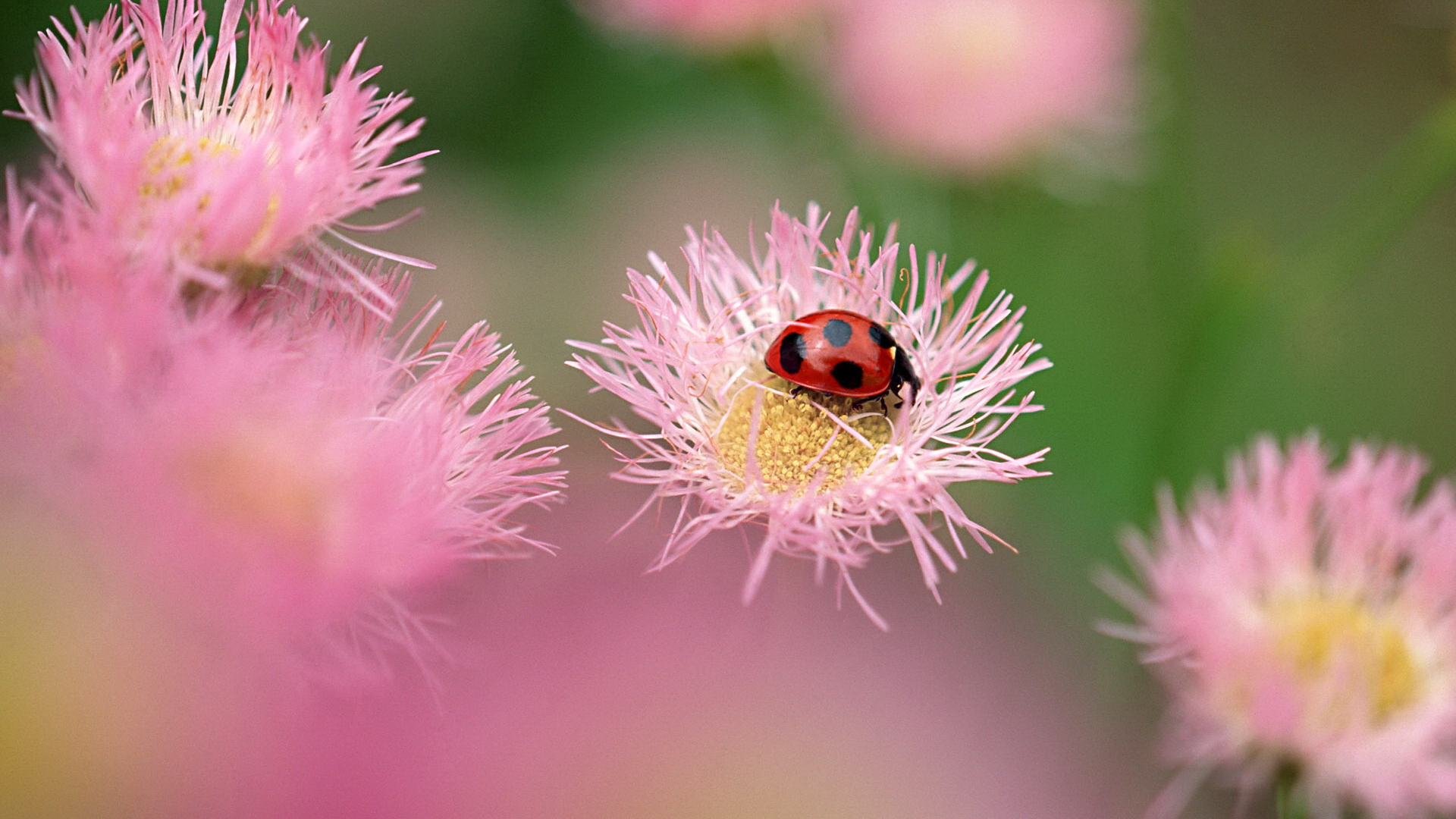 ladybug images
