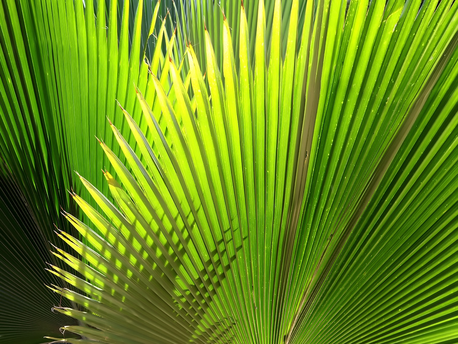 leaf palm pictures