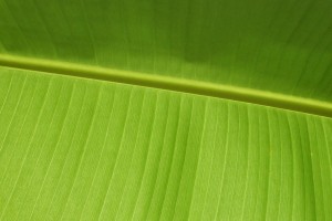 leaf wallpaper plam