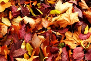 leaves autumn