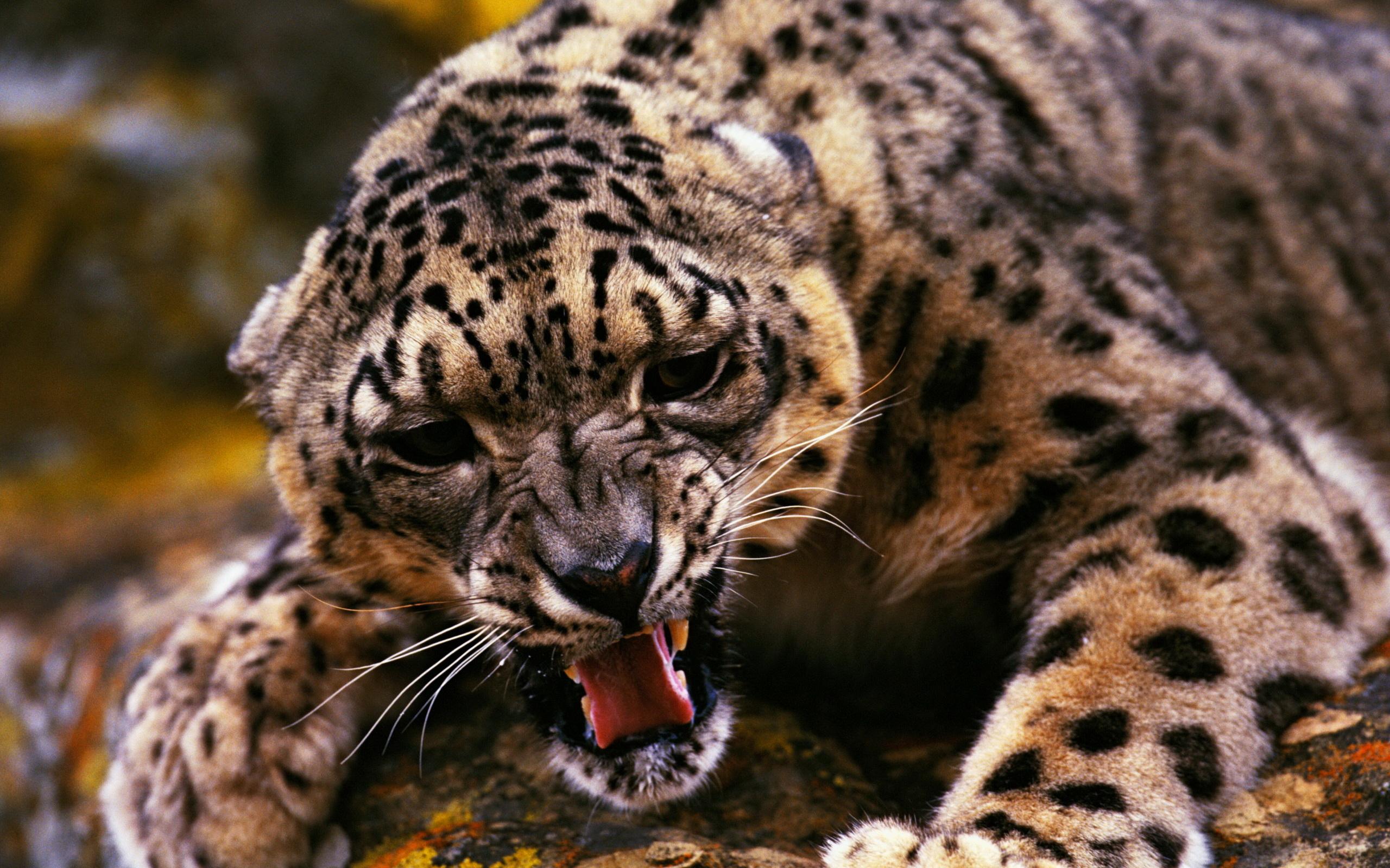 leopard pictures hd