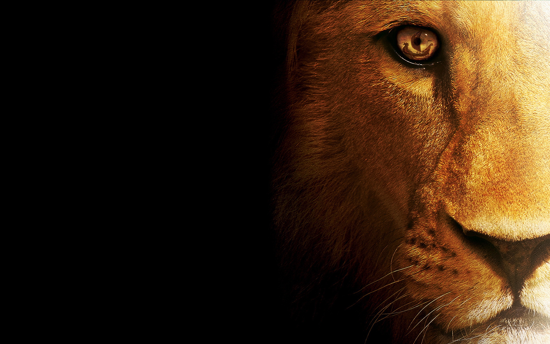 lion animal images