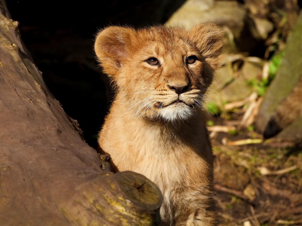 lion cub forest
