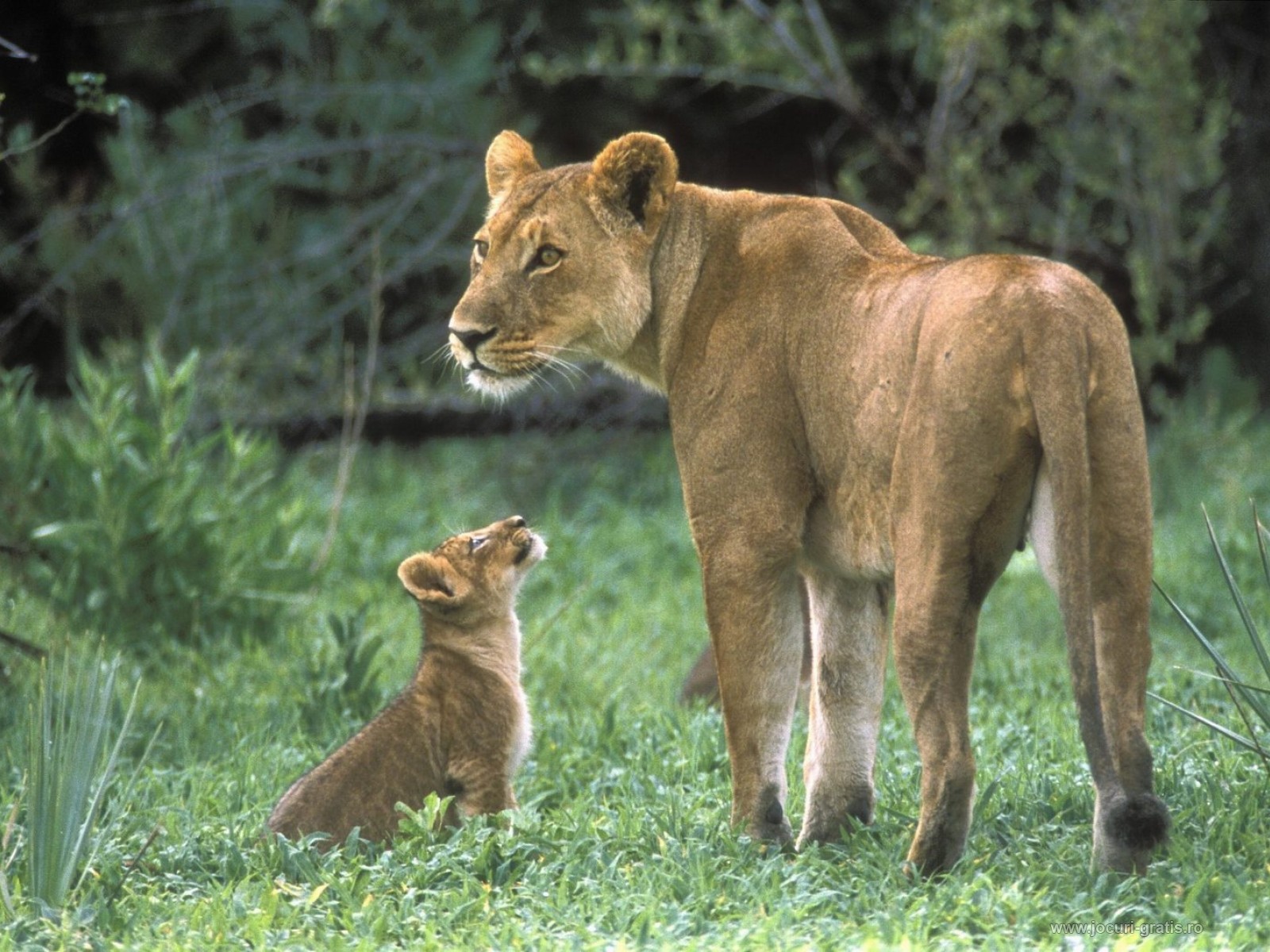 lion cub lioness