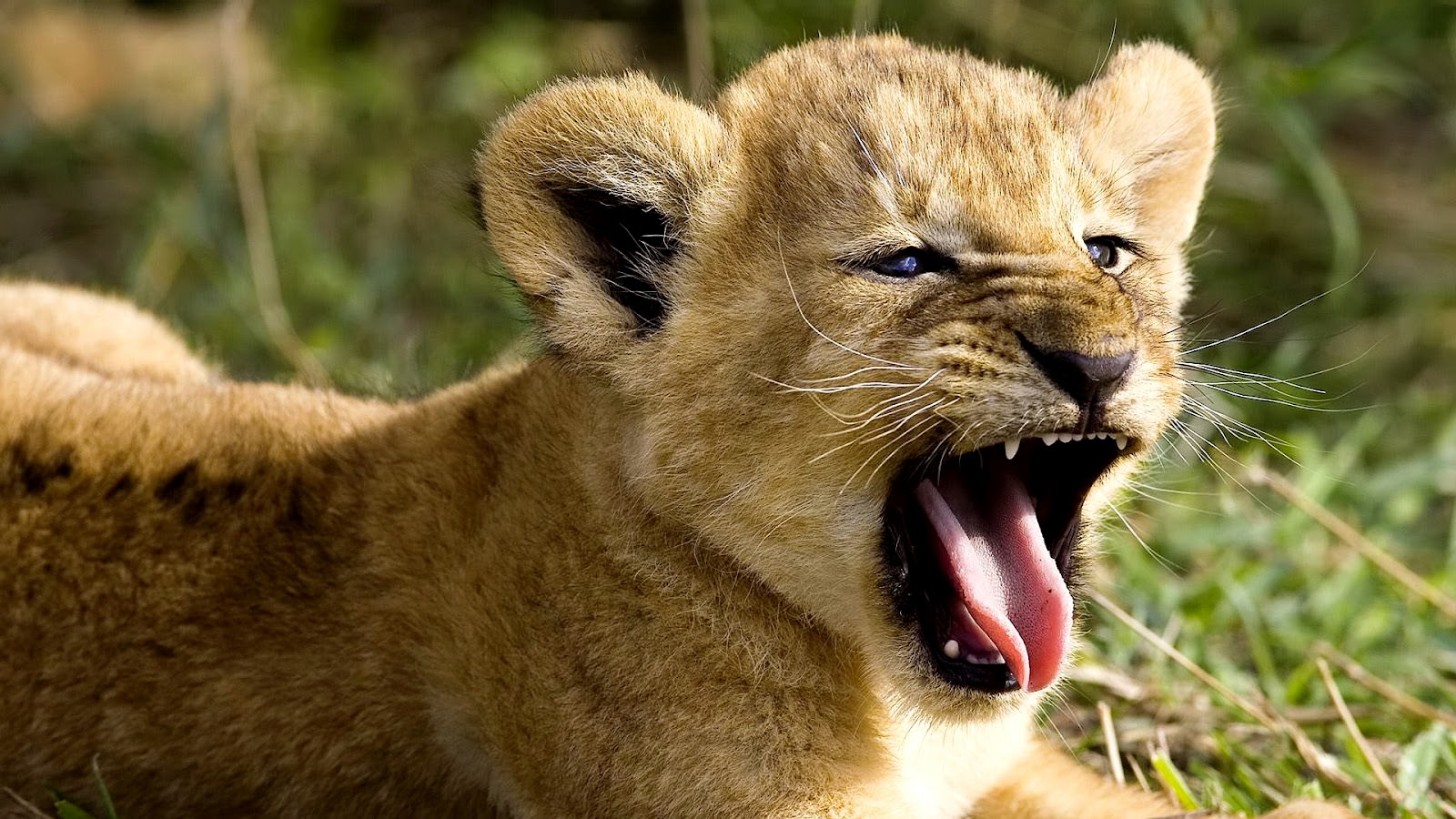 lion cub wallpaper sweet