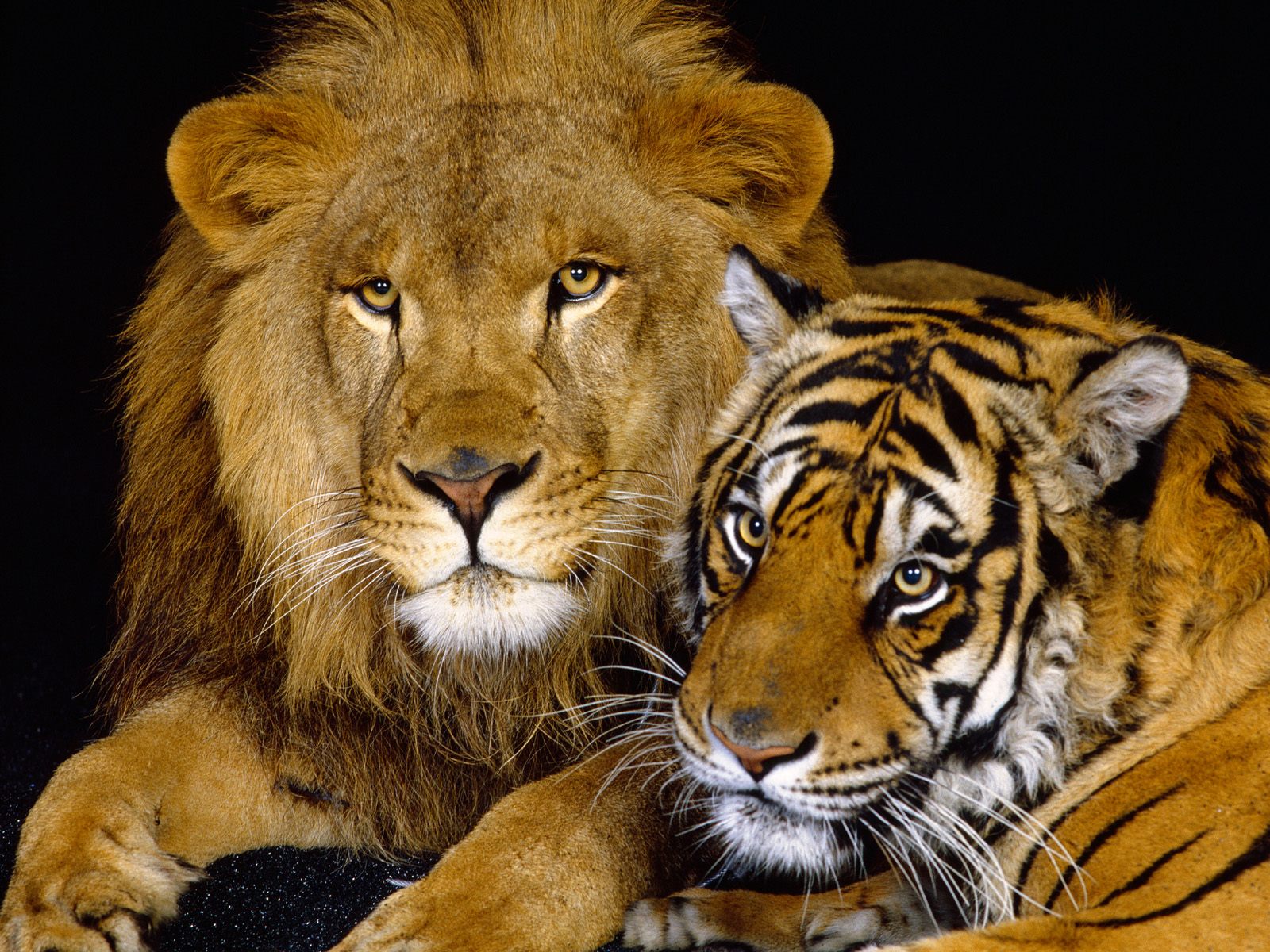 lion tiger wallpaper